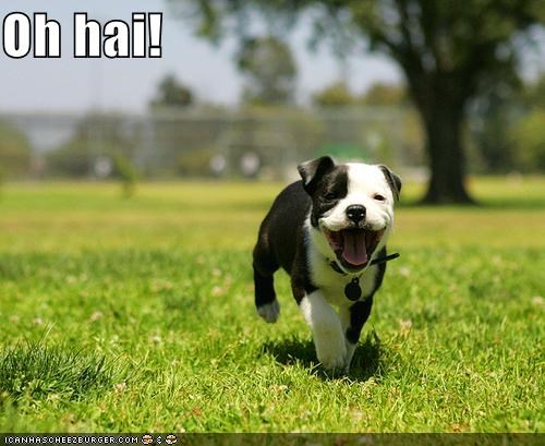 Oh Hai